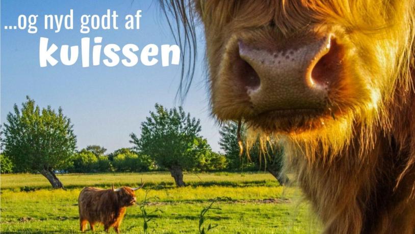 Kulissen (Kom til Ærø-kampagne)