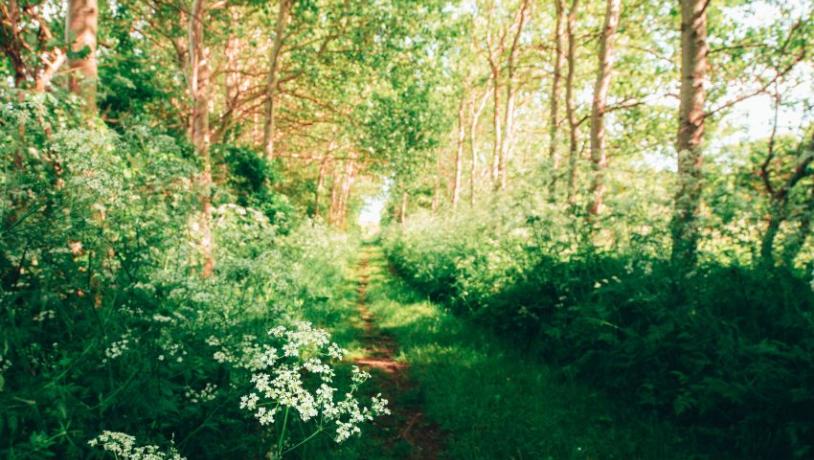 Vandresti i skovområde på Ærø