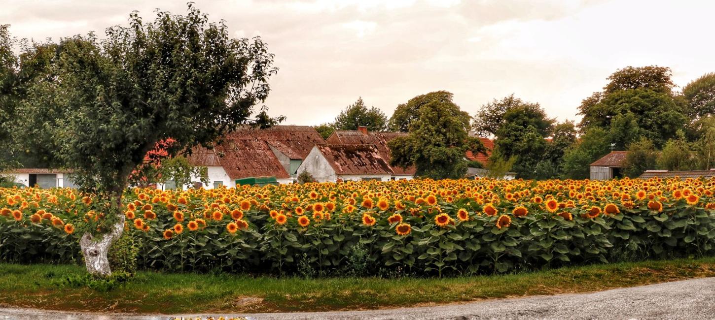 Solsikkemark