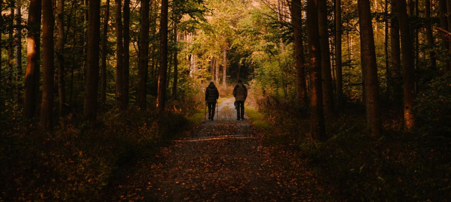 skov, natur, efterår, vandring, marstal, egehoved