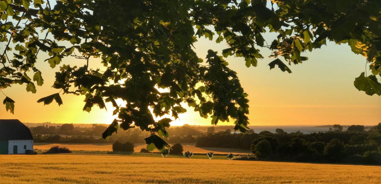 Græsvænge, udsigt, solnedgang, sommer, efterår, natur, Marstal