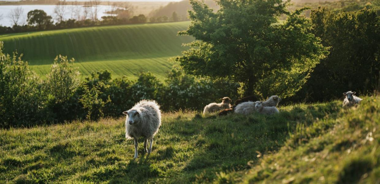 Naturoplevelser på Ærø