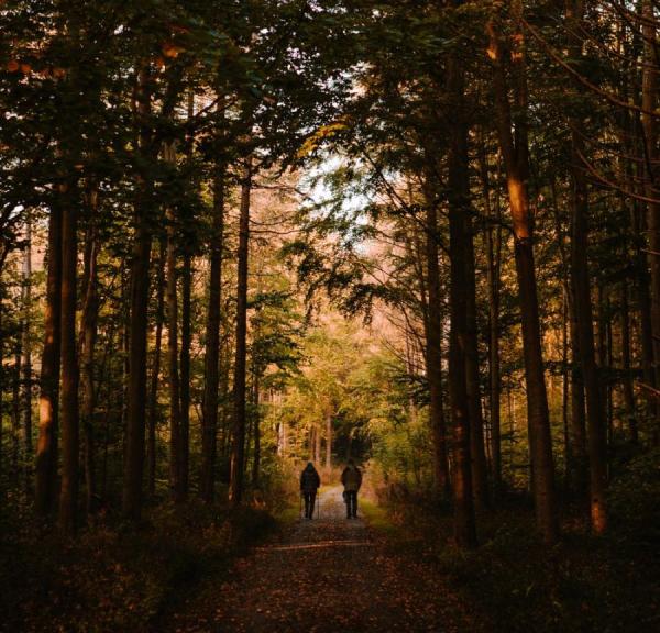 Marstal Egehoved skov natur