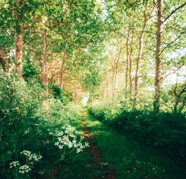 Vandresti i skovområde på Ærø