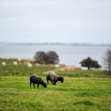 Bondegårdsferie på Ærø