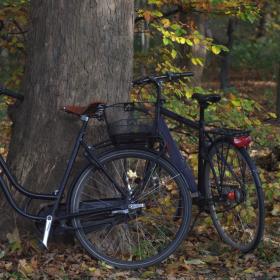 Cykler i efterårsskov