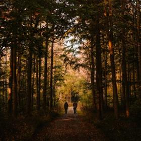 Marstal Egehoved skov natur