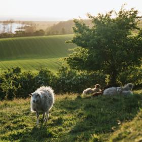 Naturoplevelser på Ærø